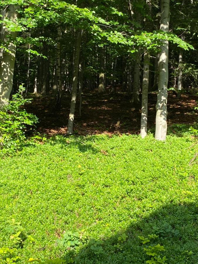Forest House Targanice Εξωτερικό φωτογραφία